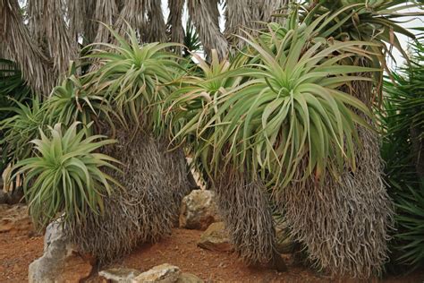 Aloe Arborescens