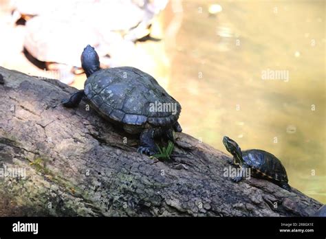 Iguazu Falls - Puerto Iguazu Stock Photo - Alamy