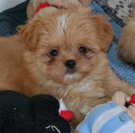 88+ Shih Tzu Chihuahua Mix Size - l2sanpiero