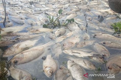 Kematian Ikan Akibat Kekurangan Oksigen Di Danau Maninjau Hampir 1 000