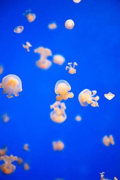 Premium Photo | Small jellyfish in an aquarium