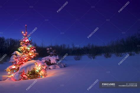 Decorations Christmas Tree in forest — Christmas tree lights ...