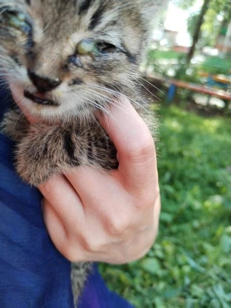Слов нет... Уже мега котопад... Срочный поиск ПМЖ. Очередная находка ...