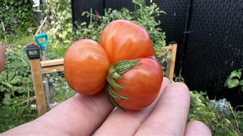 Conjoined triplets! : r/gardening