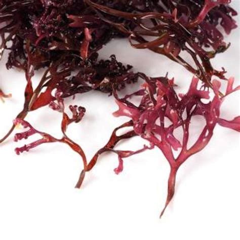 Chondrus Crispus - Butters and Blacksoap