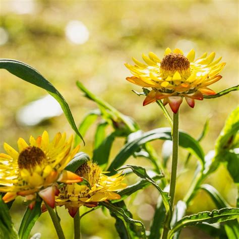 Showy Everlasting Daisy Seeds The Seed Collection