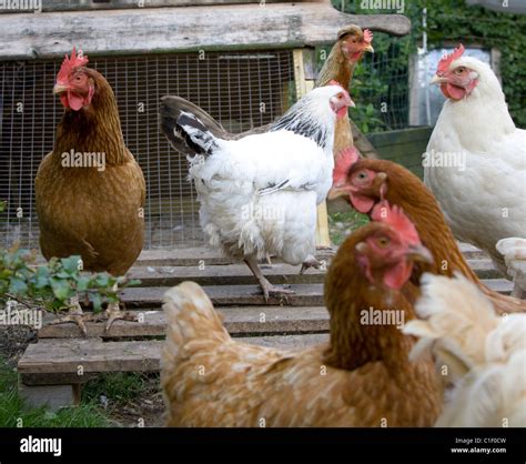 Free Range Chickens Hi Res Stock Photography And Images Alamy