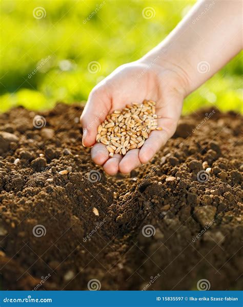 Corn Sowing By Hand Stock Image Image Of Ground Corn