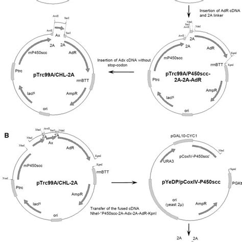 Construction Of Recombinant Plasmids Ptrc99achl 2a And Download