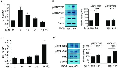 Effect of IL 1β and IGF 1 on Bruton s tyrosine kinase BTK mRNA and