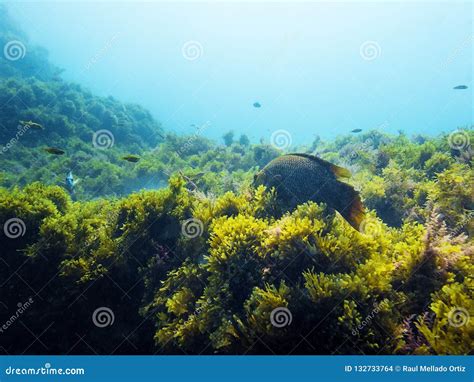 Fondo Di Un Fondale Marino Con Il Pesce E Le Alghe Fotografia Stock