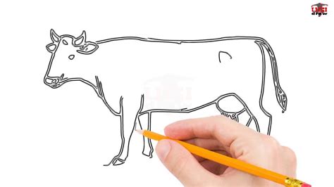 Easy Drawing Of Cow