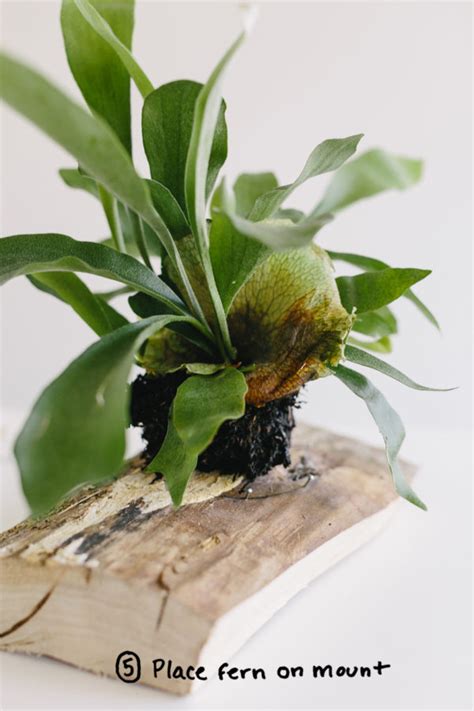 How To Mount A Staghorn Fern On A Board Easy DIY Fresh Exchange