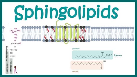 Sphingolipids YouTube