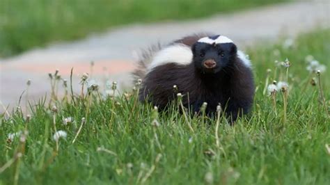 Here's How To Get Skunk Smell Out Of Cars Easily!