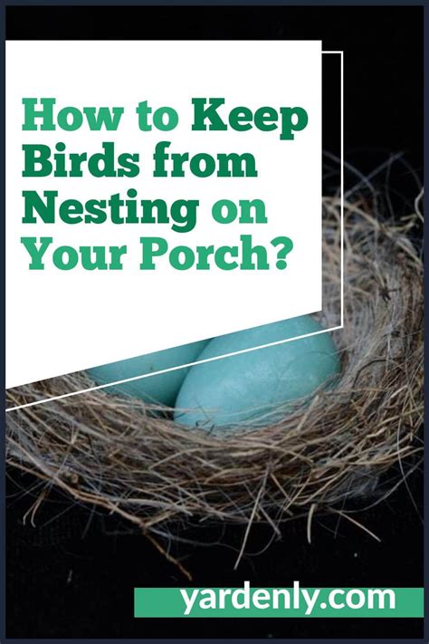 How To Keep Birds From Nesting On Your Porch Artofit