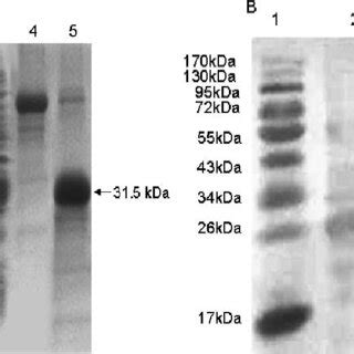 Sds Page And Western Blot Analysis Of The Seagepis Expressed In E Coli