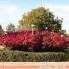 Euonymus Dwarf Burning Bush Cork Bush Winged Euonymus Euonymus