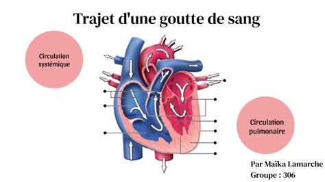 Trajet D Une Goutte De Sang By Ma Ka Lamarche On Prezi