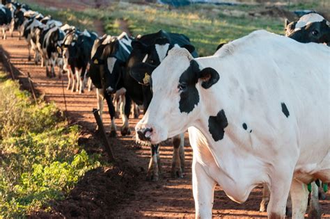 Bem Estar Fatores Que Impactam A Produtividade De Vacas Leiteiras