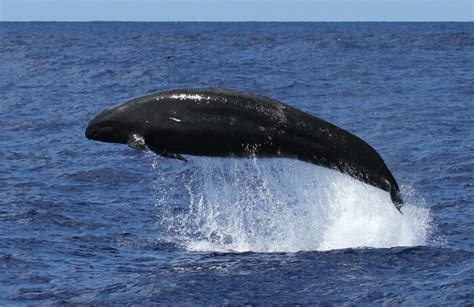 Hawaiian Islands False Killer Whale Marine Mammal Commission