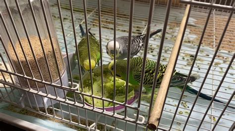 Multiple Parakeets Breeding Pairs In Same Cage Youtube