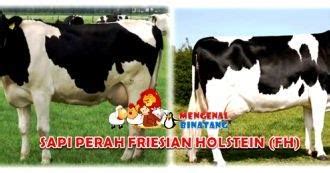 Mengenal Sapi Perah Friesian Holstein (FH) - Mengenal Binatang