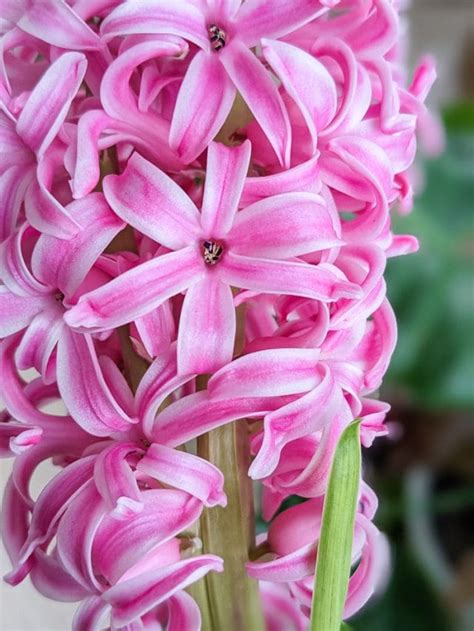 Hyacinth Flowers Blooming 3 By Brittany Goldwyn Live Creatively