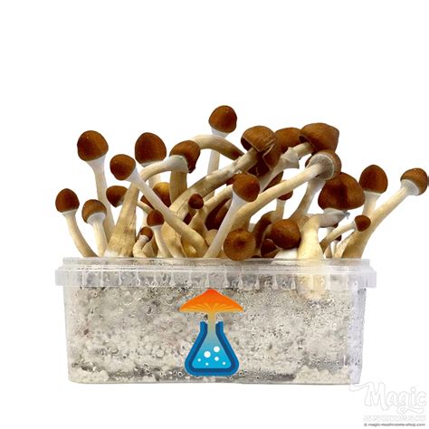 Kit Di Funghi Magici Ecuadorian GetMagic MagicMushroomsShop