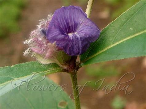 Neuracanthus sphaerostachyus - Pin Cushion Plant