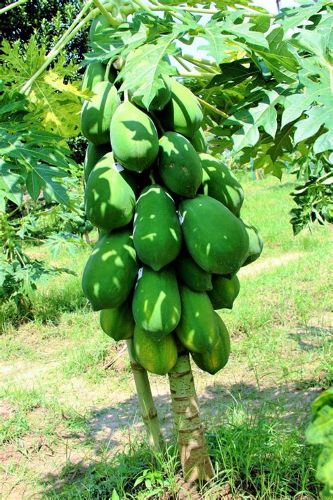 Papaya Digital Herbarium Of Crop Plants