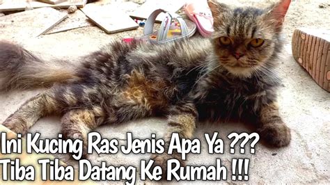 Kucing Ras Tak Terawat Di Biarkan Berkeliaran Sering Terjadi Youtube