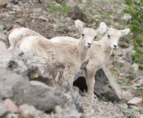 Baby Mountain Goats Photograph by Justin Hill - Pixels