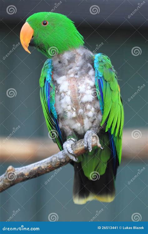 De Papegaai Van Eclectus Stock Afbeelding Image Of Nave 26513441