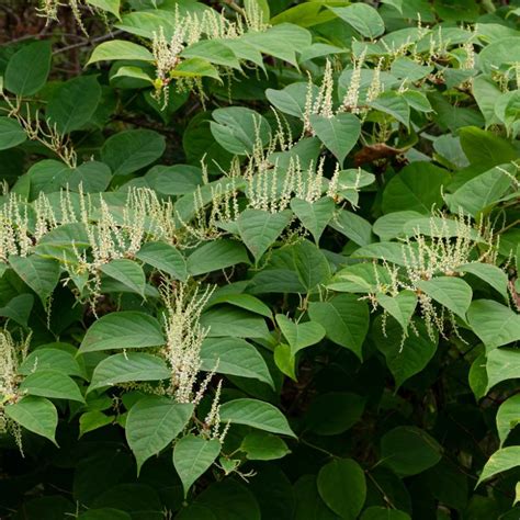 Selling A House With Japanese Knotweed What Knot To Do