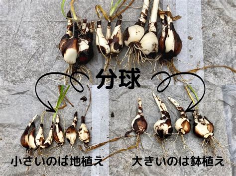 彼岸花の育て方球根の植え方や増やし方は植え替えの時期やコツは