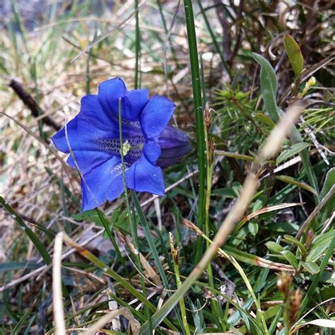 Gentian Steyrling Austria Clusius Enzian St Ngellose Flickr