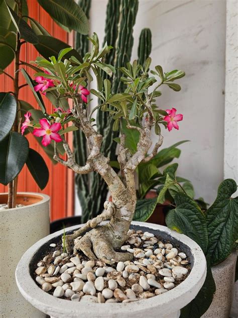 Bonsai kamboja jepang adenium bongol besar unik berkarakter, Perkebunan ...