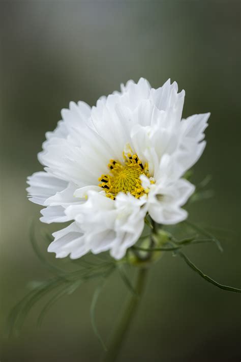 Cosmos Bipinnatus Double Click Snow Puff Seeds From Chiltern