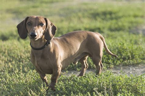 Focus sur le Teckel - Blog - Conseils et Astuces pour vos Chiens et Chats