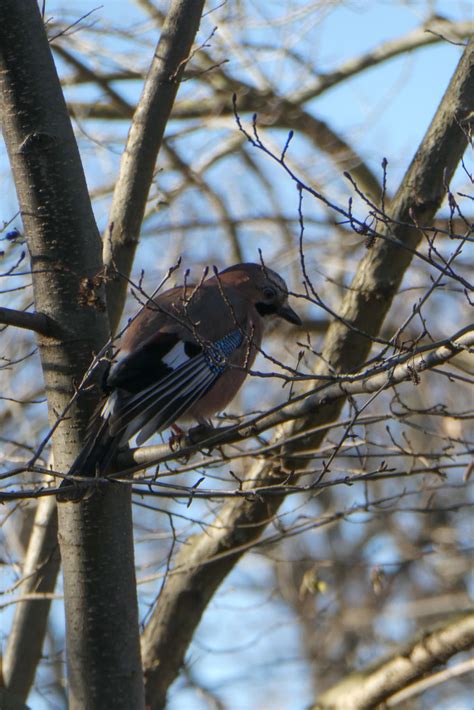 Eichelhäher Eichelhäher Garrulus glandarius c Elke Joh Flickr