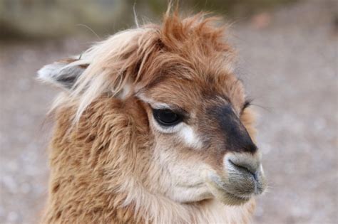 Premium Photo Close Up Portrait Of A Alpaka