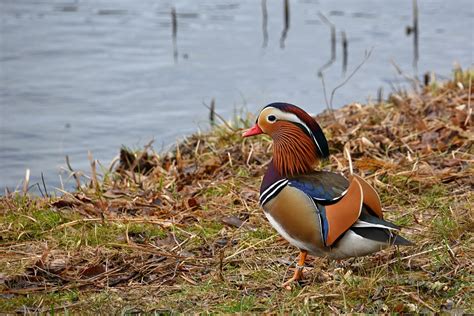 Mandarin Duck Water Bird Lake Free Photo On Pixabay Pixabay