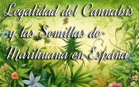 Es legal el Cannabis en España Son legales las Semillas de Marihuana