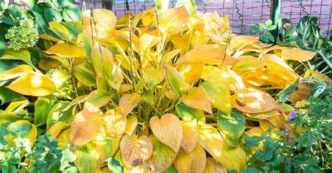 Pourquoi Mes Feuilles Hosta Deviennent Elles Jaunes Causes Et