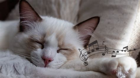 Hours Of Relaxing Music For Cats To Fall Asleep Youtube