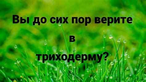 🔥ТРИХОДЕРМА БЕСПОЛЕЗНА🔥 против Мучнистой росы - YouTube