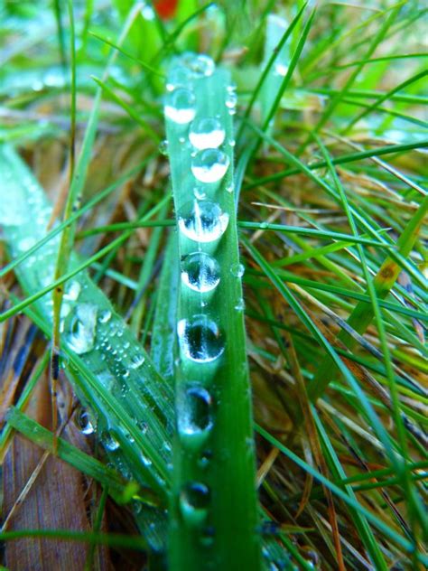 Free Images Water Nature Grass Branch Drop Dew Rain Leaf