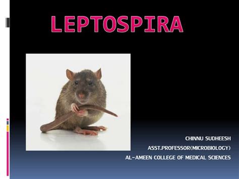 Leptospira | PPT