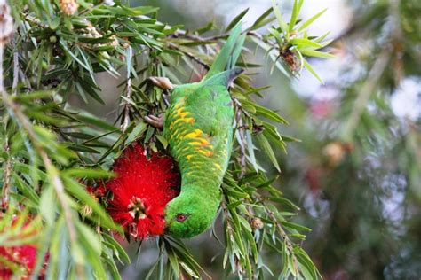 Scaly Breasted Lorikeet Trichoglossus Chlorolepidotus Miles To The Wild